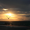 夕日に向かって飛ぶ