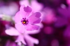 花開く