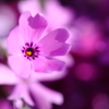 花開く
