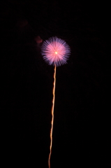 夜に咲く小さな花