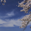 春の空と桜