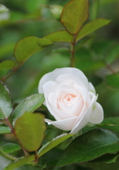白薔薇一輪