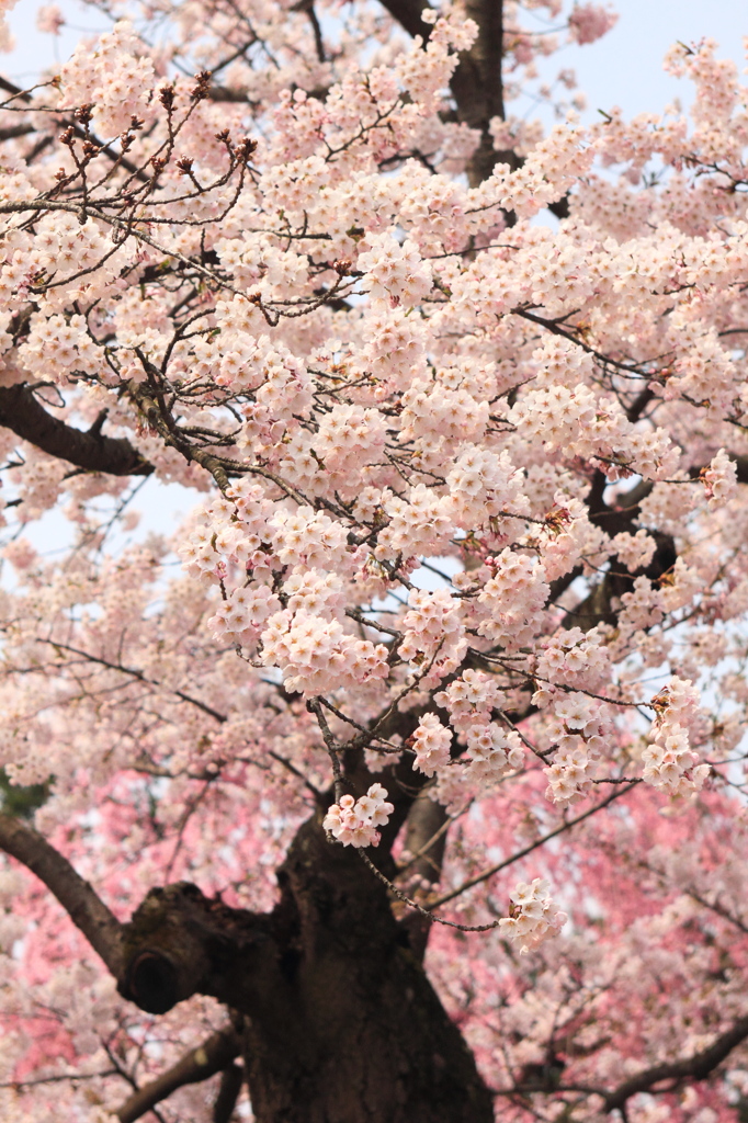 咲き誇る桜