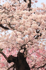 咲き誇る桜