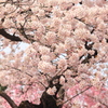 咲き誇る桜