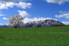 小岩井一本桜2010　ver.1.1
