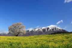 小岩井一本桜2011