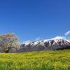 小岩井一本桜2011