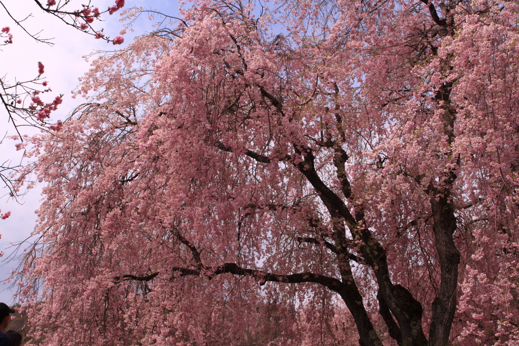 桜しだれる