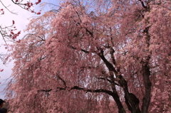 桜しだれる