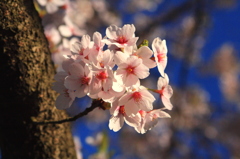 桜咲きました。