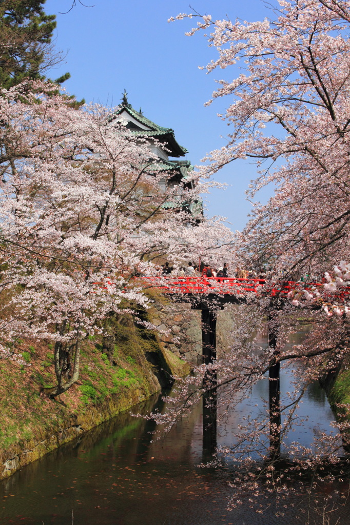 弘前城の春