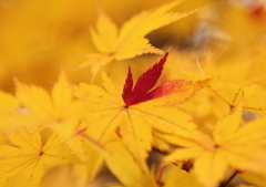 紅のひと差し