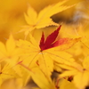 紅のひと差し