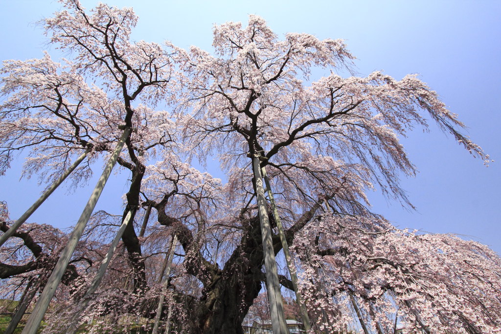 福島に桜咲く