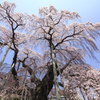 福島に桜咲く