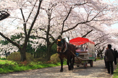 ぱっかぱっかお馬♪