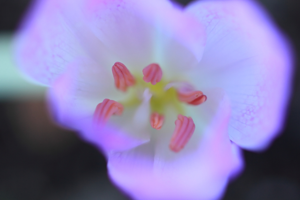 花の奥