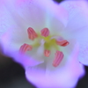 花の奥