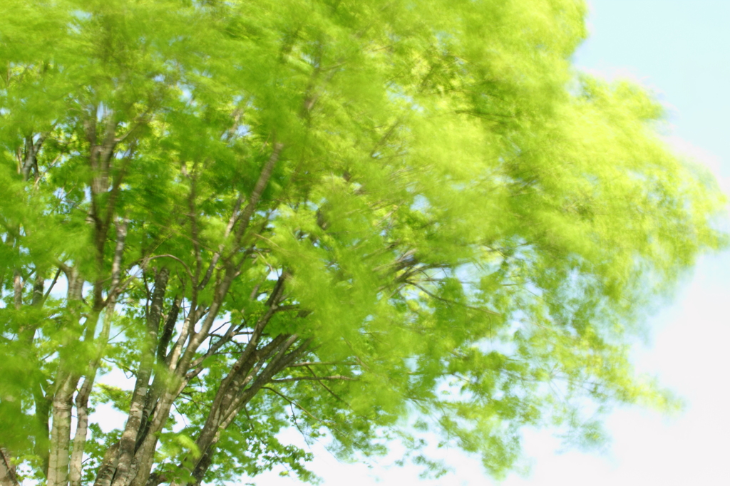 夏への予感