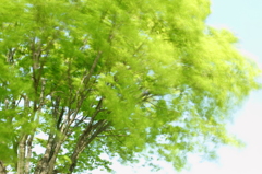 夏への予感