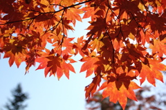 紅く透けて