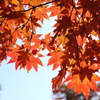 紅く透けて