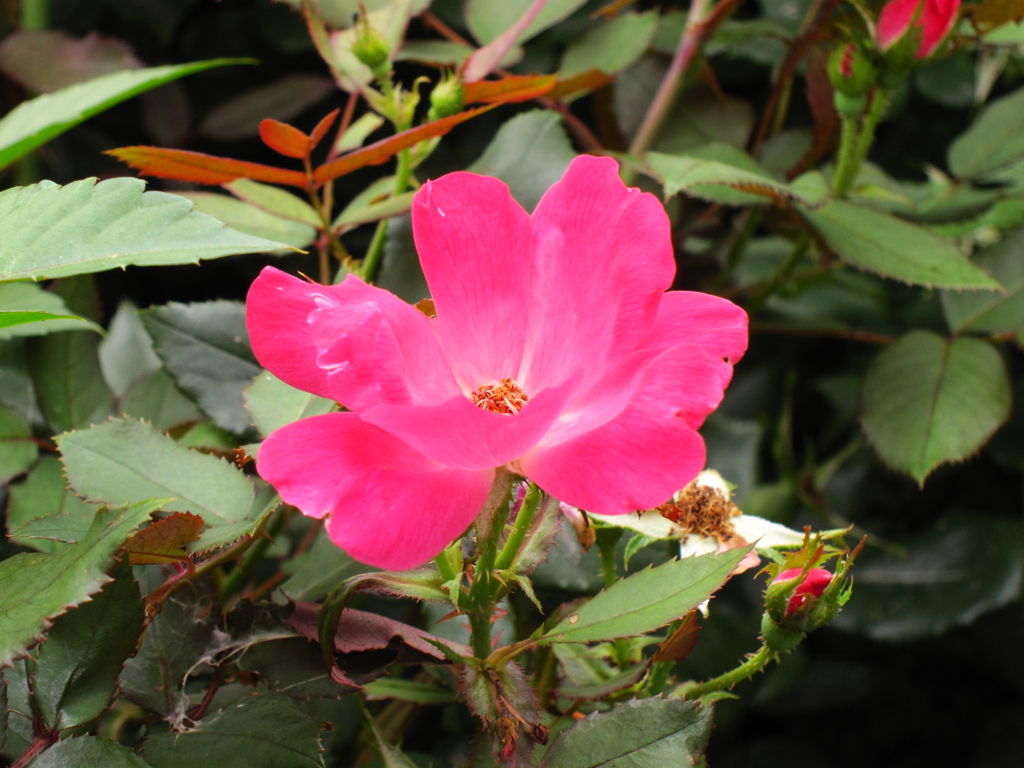 花を一枚