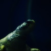 水族館