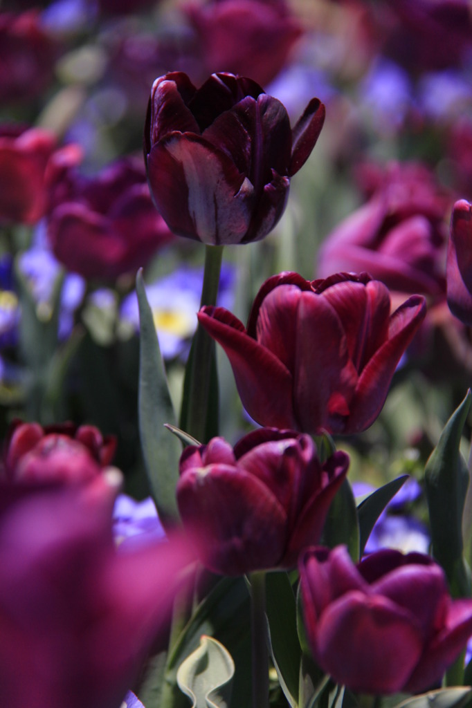 tulipa