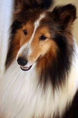 犬ちゃん