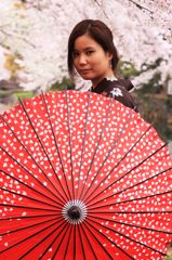 和傘,桜Sakura,wagasa,cherry blossom