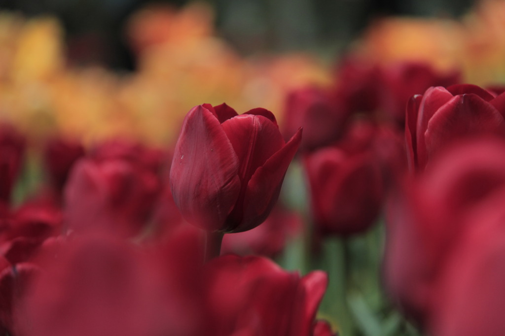 Tulips