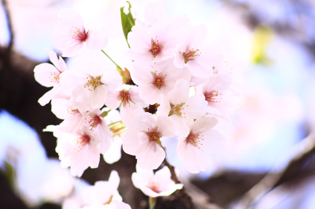 Sakura