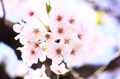 Sakura