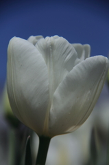 tulipa