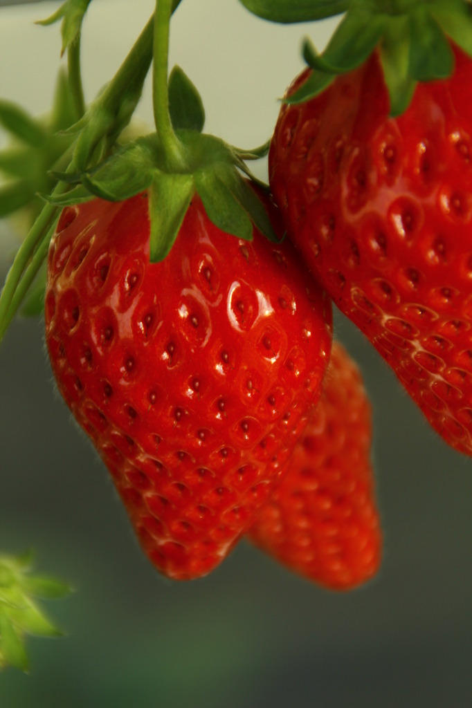 strawberries