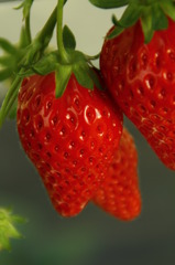 strawberries
