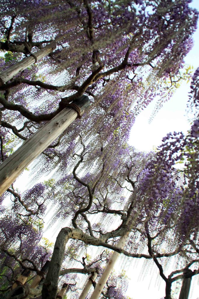 藤の花