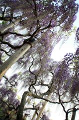 藤の花