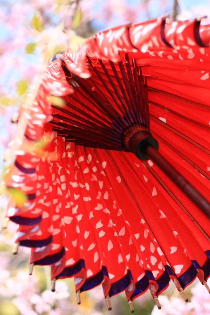 和傘,Sakura,wagasa,cherry blossom,桜