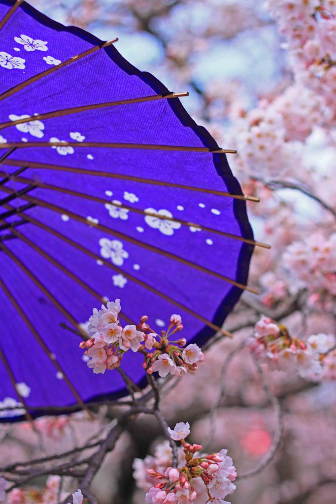 和傘,Sakura,wagasa,cherry blossom,桜