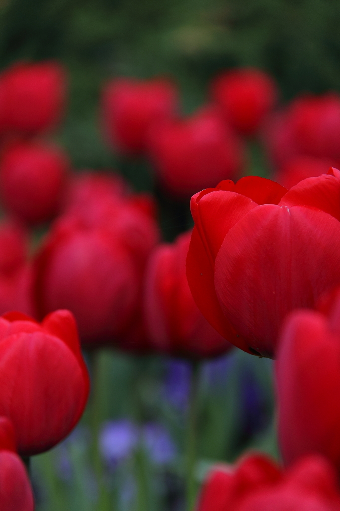 Tulips