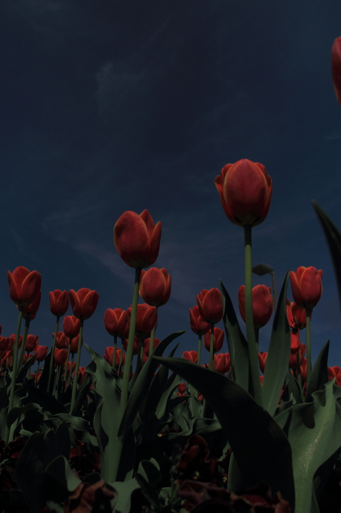 tulipa