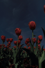 tulipa