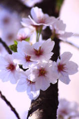Sakura