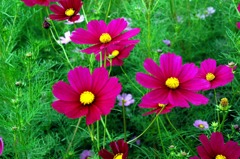 cosmos