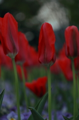 Tulips