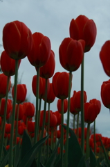 Tulips