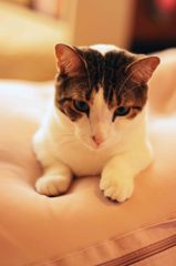 猫　ちゃん